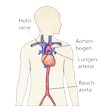 Illustration: Schnittzeichnung durch Oberkörper: Hohlvene, Aortenbogen, Lungenarterie, Bauchaorta