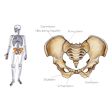 Illustration: Lage des Beckenknochens im Körper und Darstellung des Knochens: Darmbein (Beckenschaufel), Kreuzbein, Sitzbein, Schambein, Steißbein