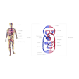 Illustration: Blutkreislauf eines Menschen mit Angabe der Fließrichtung: Mit Herzkammern, Vorhöfen, Lunge und verbrauchenden Organen