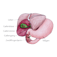 Illustration: Schnittzeichnung durch Gallenblase mit Gallensteinen, Gallengang, umgeben von Leber, Magen, Zwölffingerdarm