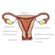 Illustration: Schnittzeichnung durch Gebärmutter mit Gebärmutterschleimhaut, Gebärmutterhals, Gebärmuttermund, Scheide, Eierstöcken, Eileitern
