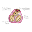 Illustration: Schematische Darstellung Herzklappen: Pulmonalklappe (geöffnet), Aortenklappe (geschlossen), Tricuspidalklappe, Mitralklappe