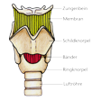 Illustration: Schematische Darstellung Kehlkopf: Zungenbein, Membran, Schildknorpel, Bänder, Ringknorpel, Luftröhre
