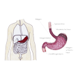 Illustration: Schnittzeichnung durch menschlichen Körper und Magen: Lage des Magens im Körper zwischen Speiseröhre und Zwölffingerdarm, Querschnitt mit: Speiseröhre, Magen mit Muskelschichten, Magenschleimhaut, Magenfalten, Zwölffingerdarm