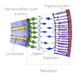 Illustration: Schnittzeichnung durch Netzhaut: Auf Netzhaut auftreffende Lichtstrahlen, Nervenzellen zum Gehirn, Zapfen, Stäbchen, Pigmentzellen