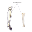 Illustration: Schematische Darstellung: Wadenbein und seine Lage an der Unterschenkelrückseite