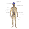 Illustration: Schematische Darstellung menschliches Nervensystem: Großhirn, Kleinhirn, Hirnnerven, Rückenmark, Brustnerven, Lendennerven, Kreuzbeinnerven, Ischiasnerv
