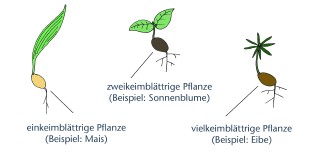 farbige zeichnung die pflanzen mit verschiedenen keimblttern zeigt einkeimblttrige pflanze beispiel mais - Einkeimblattrige Pflanzen Beispiele farbige zeichnung die pflanzen mit verschiedenen keimblttern zeigt einkeimblttrige pflanze beispiel mais - Einkeimblattrige Pflanzen Beispiele
