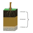 Illustration: Schnittzeichnung durch Boden: Bodenhorizonte ergeben Bodenprofil