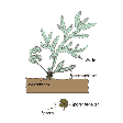 Illustration: Zeichnung einer Farnpflanze mit Wurzelstock