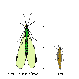 Illustration: Zeichnung einer erwachsenen Florfliege (ca. 30 mm) im Vergleich zu einer Florfliegenlarve (ca. 14 mm)