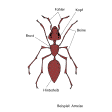 Illustration: Farbige Zeichnung einer Ameise mit Beschriftung von Fühler, Kopf, Brust, Beine, Hinterleib