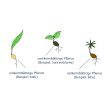 Illustration: Farbige Zeichnung, die Pflanzen mit verschiedenen Keimblättern zeigt: einkeimblättrige Pflanze (Beispiel: Mais), zweikeimblättrige Pflanze (Beispiel: Sonnenblume), vielkeimblättrige Pflanze (Beispiel: Eibe)