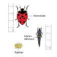 Illustration: Farbige Zeichnung, die drei Entwicklungsstadien eines Marienkäfers zeigt: Eigelege, Marienkäferlarve, Marienkäfer