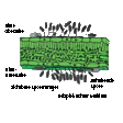Illustration: Schematische, farbige Zeichnung einer Mykose am Beispiel Echter Mehltau: sichtbare Sporenträger sowie anhaftende Spore an der Blattober- und -unterseite