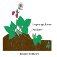 Illustration: Farbige Zeichnung einer Pflanze mit Ausläufer (Beispiel: Erdbeere)
