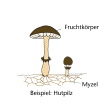 Illustration: Zeichnung zeigt einen Hutpilz mit Myzel und Fruchtkörper 