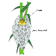Illustration: Farbige Zeichnung einer Schaumzikade, die sich in ihrem Schaumnest an einem Pflanzenstängel befindet