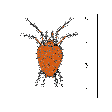 Illustration: Farbige Zeichnung einer Spinnmilbe, neben der eine Messskala zur Verdeutlichung des Maßstabes gezeichnet ist