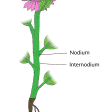 Illustration: Farbige Zeichnung einer Pflanze mit Kennzeichnung von Nodium und Internodium auf der Sprossachse