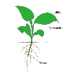 Illustration: Farbige Zeichnung einer Sprossenpflanze mit den ober- und unterirdisch gelegenen Pflanzenteilen