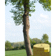 Illustration: Fotomontage zeigt einen Baum und eine Zeichnung eines Baumstamms im Querschnitt