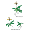 Illustration: Farbige Zeichnung einer Pflanzengruppe und vereinzelten Individuen, in die diese geteilt werden kann