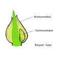 Illustration: Schnittzeichnung durch eine Zwiebel mit Mutterzwiebel und Tochterzwiebel am Beispiel einer Tulpe