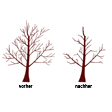 Illustration: Farbige Zeichnung eines Baumes vor und nach dem Verjüngungsschnitt
