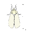 Illustration: Zeichnung einer weißen Fliege mit gezeichneter Messskala zur Verdeutlichung der Größe