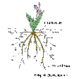 Illustration: Farbige Zeichnung einer Pflanze mit ihren ober- und unterirdisch gelegenen Teilen