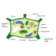 Illustration: Schematische, farbige Zeichnung einer pflanzlichen Zelle mit Tüpfel, Zellwand, Zellmembran, Zellkern, Zellplasma, Golgi-Apparat, Mitochondrie, Chloroplast, Vakuole und endoplasmatischem Retikulum