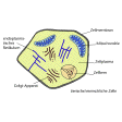 Illustration: Schematische, farbige Zeichnung einer menschlichen/tierischen Zelle mit endoplasmatischem Retikulum, Zellmembran, Mitochondrie, Zellplasma, Zellkern und Golgi-Apparat