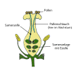 Illustration: Schematische, farbige Zeichnung eines Staubblattes mit Beschriftung von Samenanlage (mit Eizelle), Samenzelle, Pollenschlauch (im Wachstum) und Pollen