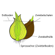 Illustration: Farbige Zeichnung der Form einer Zwiebel, kombiniert mit Längsschnitt und Beschriftung: Zwiebelschalen, Zwiebelhülle, Sprossachse (Zwiebelboden) und Erdbodenoberfläche