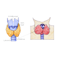 Illustration: Schilddrüse im normalen und vergrößerten Zustand