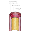Illustration: Schnittzeichnung durch Arterie: Außenschicht (Bindegewebe), Muskelschicht und elastische Schicht