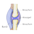 Illustration: Schnittzeichnung durch Gelenk: Knochen mit Knorpel, seitlich verbunden durch Band