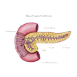 Illustration: Schnittzeichnung durch Bauchspeicheldrüse am Zwölffingerdarm: Kopf, Körper, Schwanz, Gallengang, Drüsengang