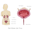 Illustration: Schnittzeichnung durch Harnblase und Lage von Nieren, Harnleitern, Harnblase und Harnröhre im Körper einer Frau