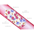 Illustration: Schematische Darstellung von Blut in Ader: Rote und weiße Blutkörperchen, Lymphozyten, Blutplättchen, Blutplasma