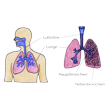 Illustration: Schematische Darstellung der Bronchien: Weiterführung der Luftröhre in der Lunge mit Haupt- und Nebenbronchien und Lage der Bronchien in menschlicher Brust
