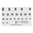Illustration: Abbildung der 23 menschlichen Chromosomenpaare mit X- und Y-Chromosomen