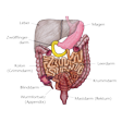 Illustration: Schematische Darstellung des Darms mit Magen, Zwölffingerdarm, Leerdarm, Krummdarm, Blinddarm, Wurmfortsatz (Appendix), Kolon (Grimmdarm), Mastdarm (Rektum)