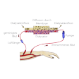 Illustration: Schematische Darstellung Dialyse: Blut wird durch Dialysator gepumpt, gereinigtes Blut gelangt über Luftfänger zurück in Körper, im Dialysator Diffusion durch Membran