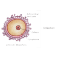 Illustration: Schematische Darstellung: Eibläschen mit Zellen, Zellmembran der Eizelle, Zytoplasma, Zellkern