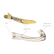 Illustration: Schematische Ansicht Unterarmknochen und ihre Lage im Unterarm: Elle auf der Kleinfingerseite des Unterarms
