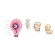 Illustration: Schematische Darstellungen: Entwicklungsstadien des Embryos nach drei bis vier, fünf und acht Wochen und Lage des Embryos in der Gebärmutter mit Gebärmutterhöhle, Nabelschnur, Mutterkuchen (mit Zotten), Fruchtwasser, Fruchtblase, Schleimpfropf