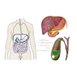 Illustration: Lage der Gallenblase im Körper hinter und unterhalb Leber und oberhalb Zwölffingerdarm. Gallenblase verbunden mit Gallengang und Gallenblasengang