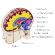 Illustration: Schnittzeichnung durch menschliches Gehirn im Kopf: Hirnhaut, Großhirnrinde, Großhirn, Balken, Thalamus, Hirnanhangdrüse, Kleinhirn, Brücke, verlängertes Rückenmark